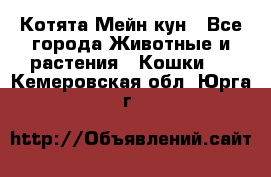 Котята Мейн кун - Все города Животные и растения » Кошки   . Кемеровская обл.,Юрга г.